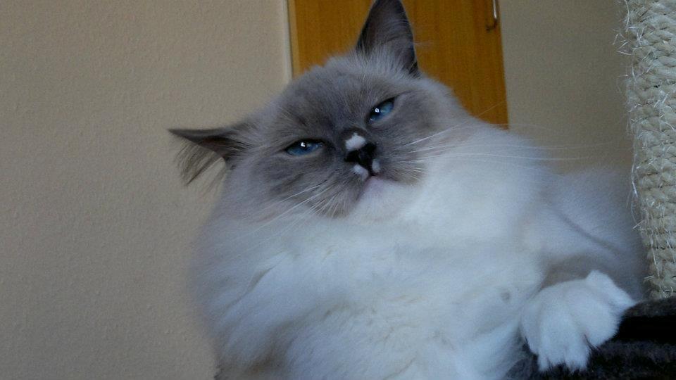 Ragdoll GCA(TICA) PR(FIFe) DK Magicland's Lady Gaga billede 12