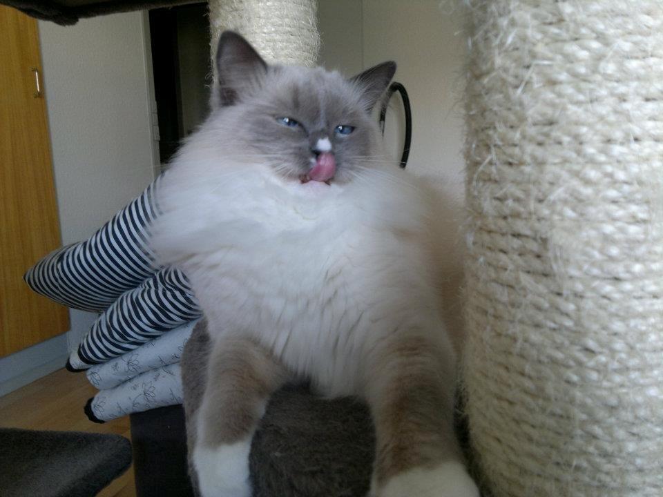 Ragdoll GCA(TICA) PR(FIFe) DK Magicland's Lady Gaga billede 13