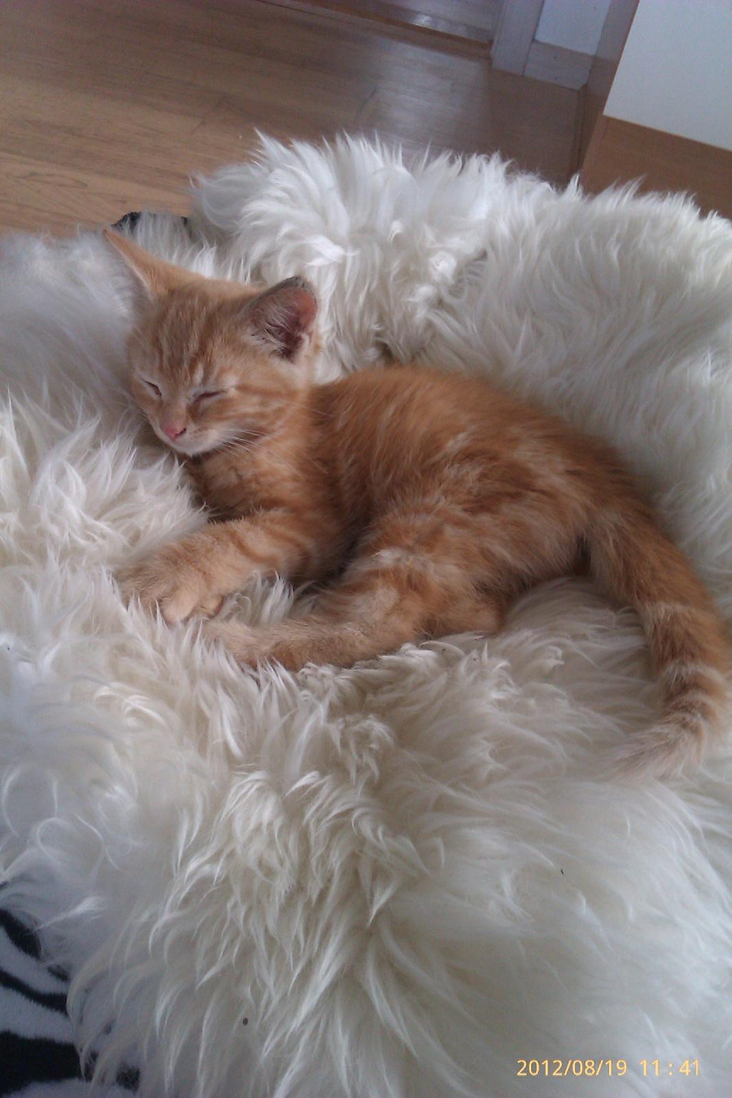 Blanding af racer Bourbon billede 1