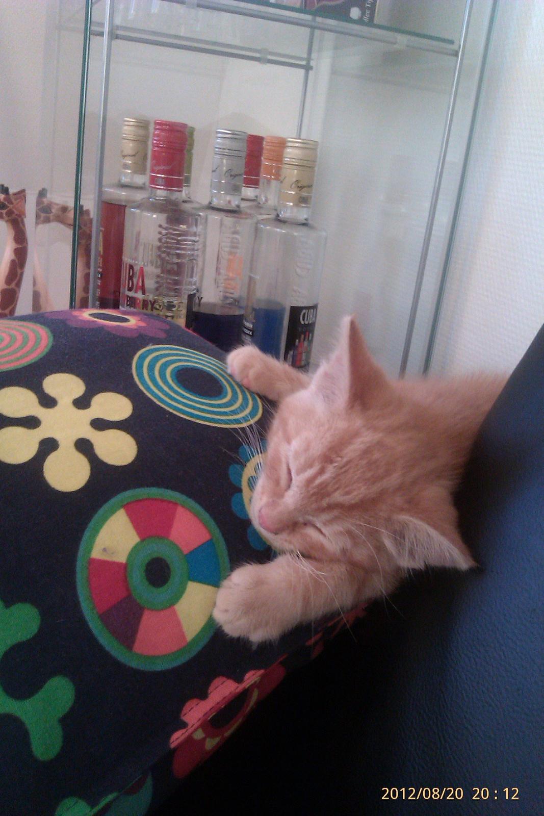 Blanding af racer Bourbon billede 2