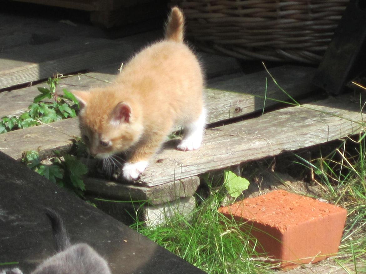 Huskat Sven billede 1