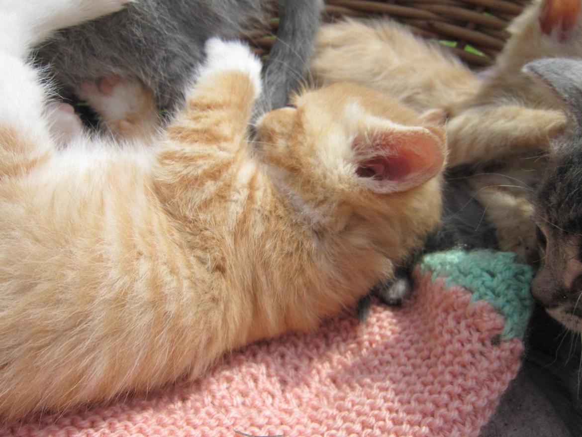 Huskat Sven billede 2