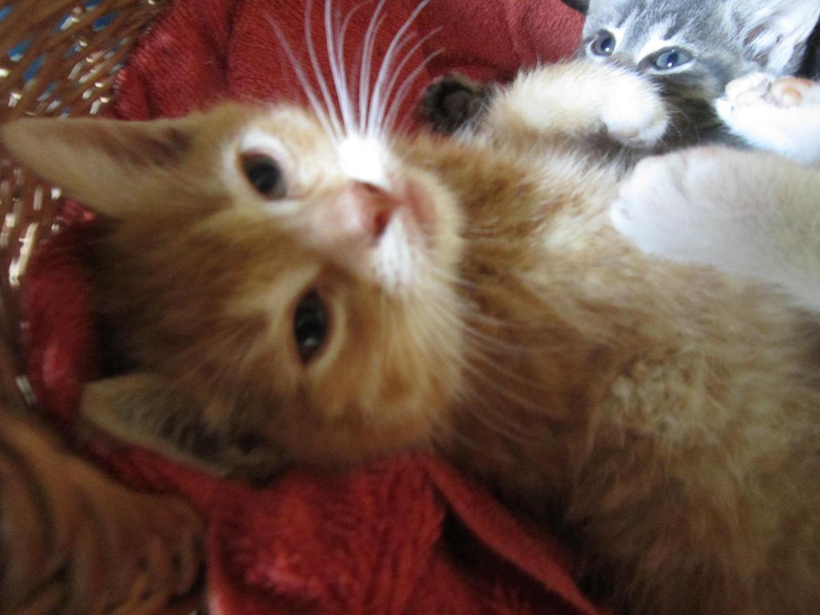 Huskat Sven billede 3