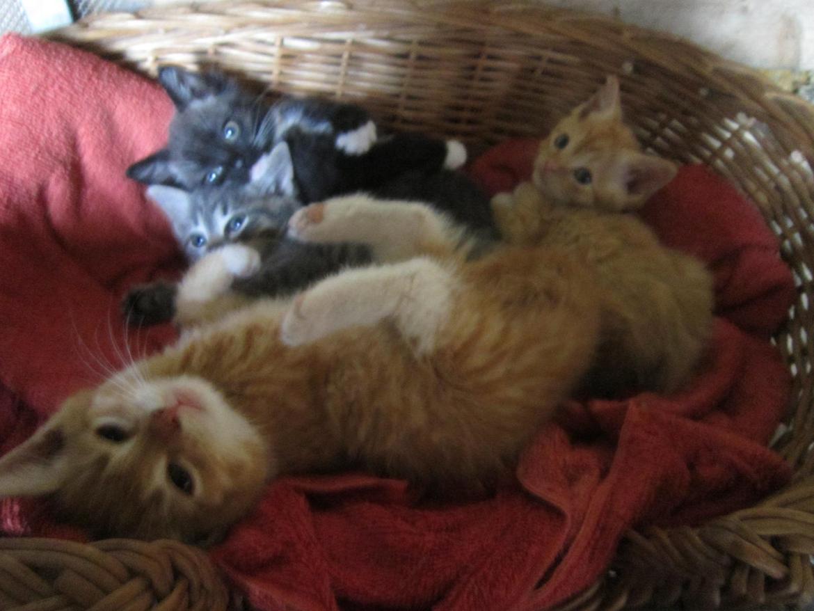 Huskat Sven billede 4