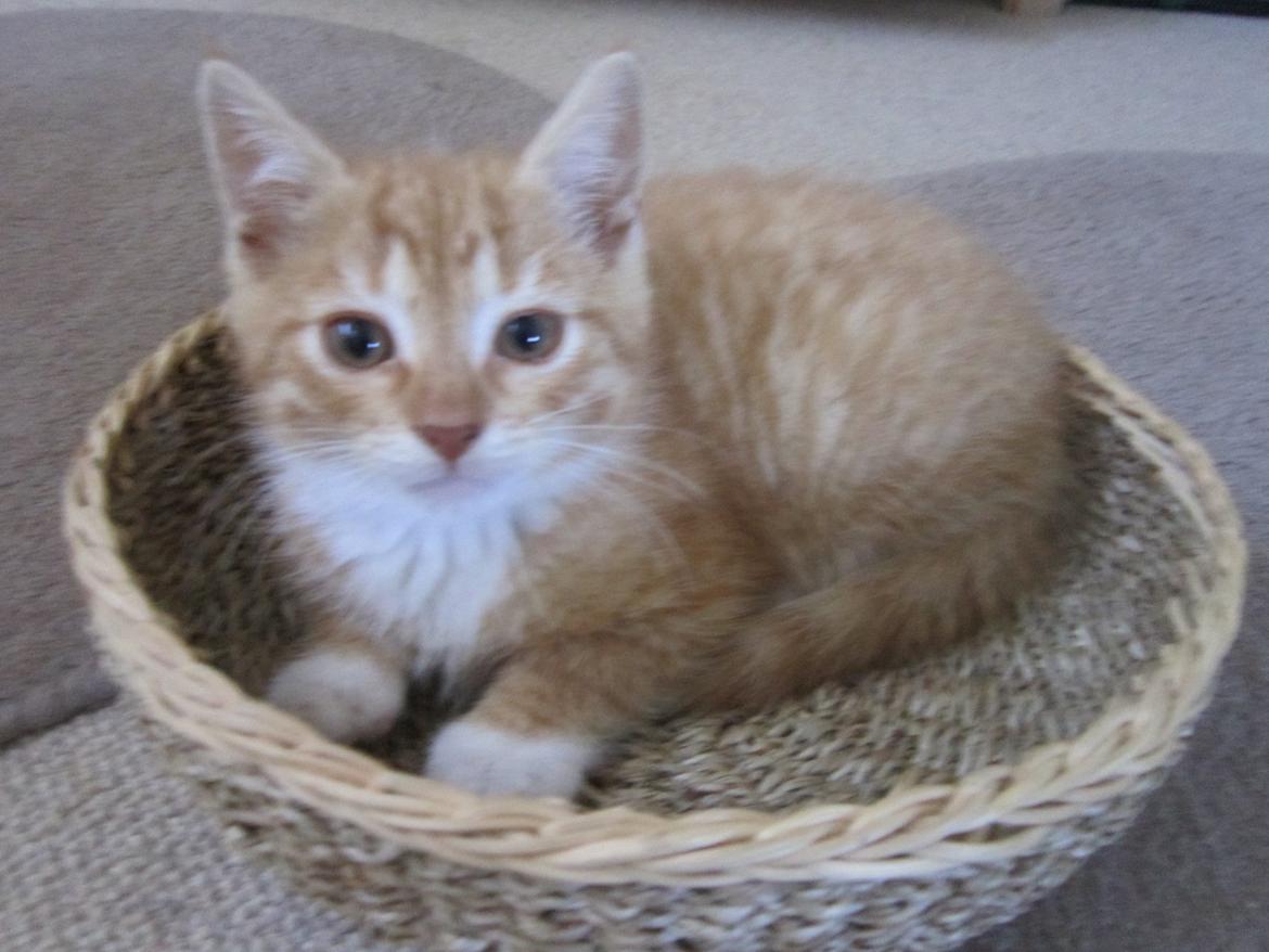 Huskat Sven billede 5