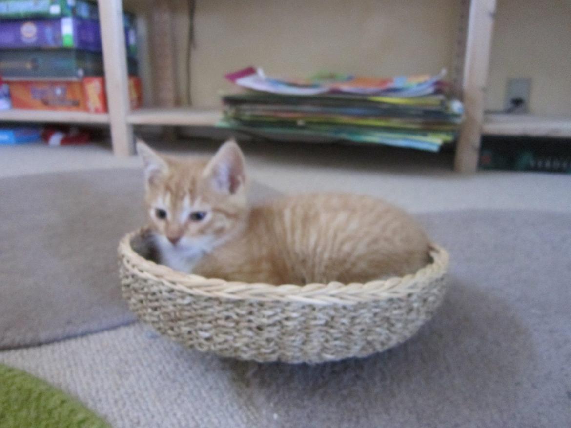 Huskat Sven billede 6