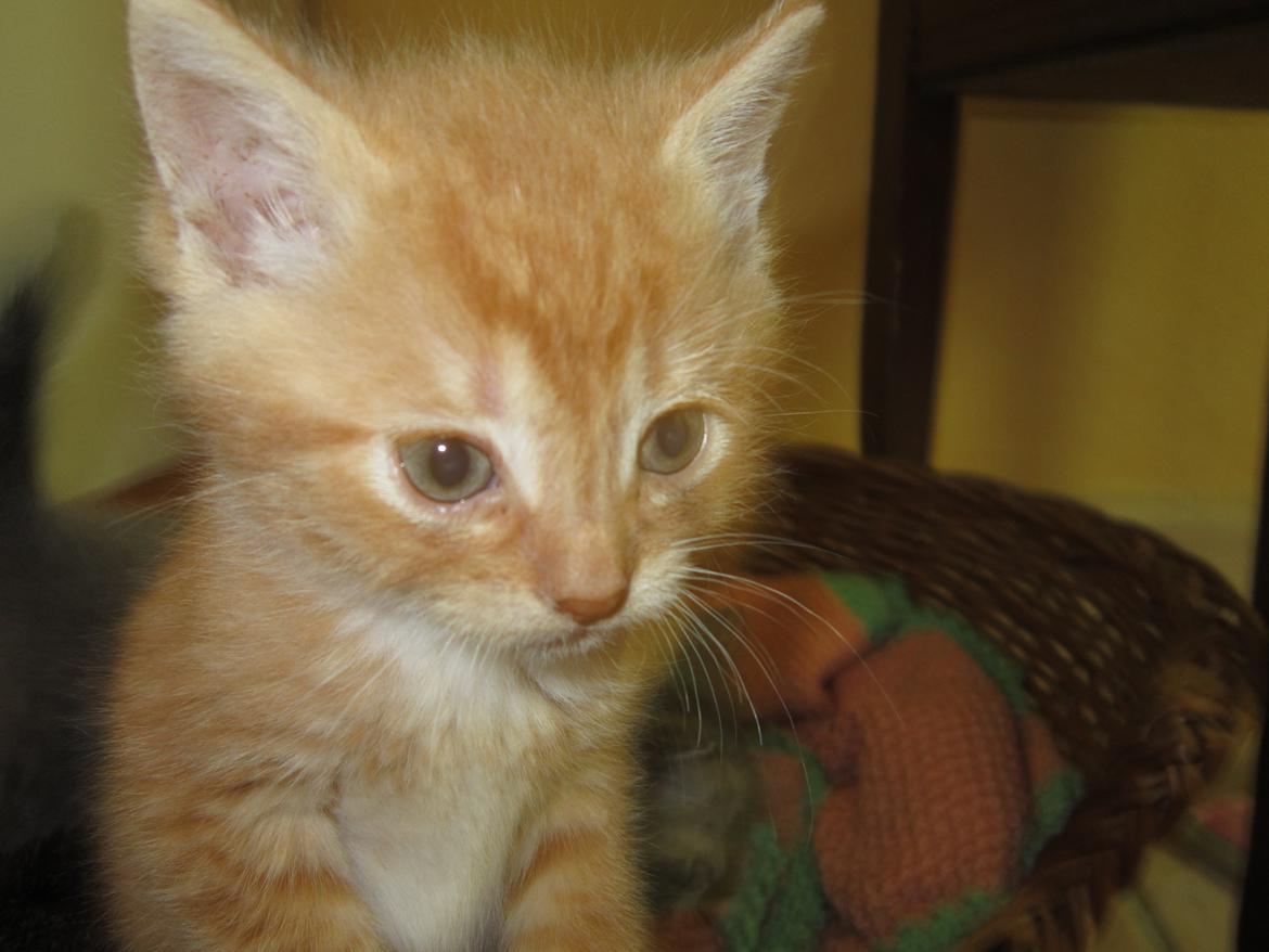 Huskat Sven billede 7