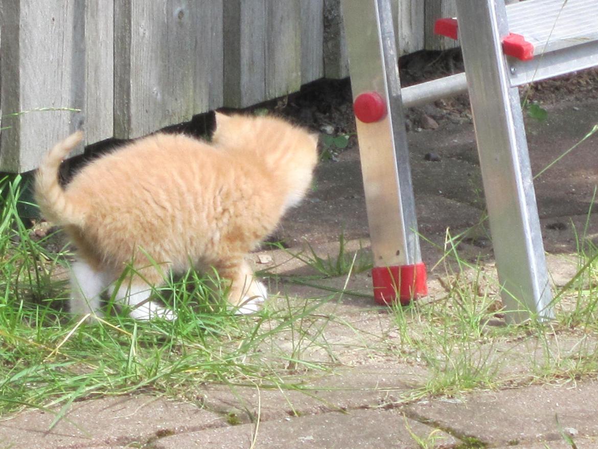 Huskat Sven billede 8