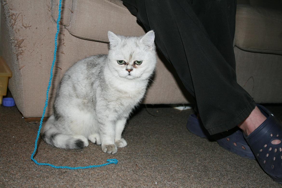 Exotic loke ( Hansi von Gørtz DK ) billede 1