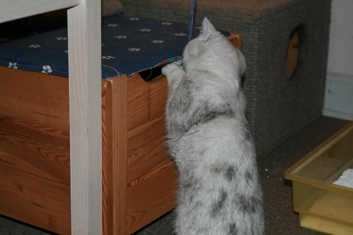 Exotic loke ( Hansi von Gørtz DK ) billede 2