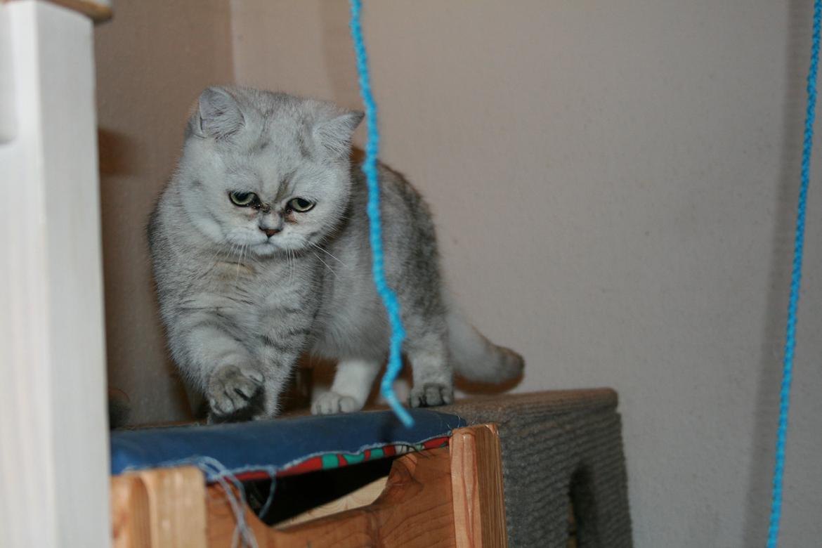 Exotic loke ( Hansi von Gørtz DK ) billede 3