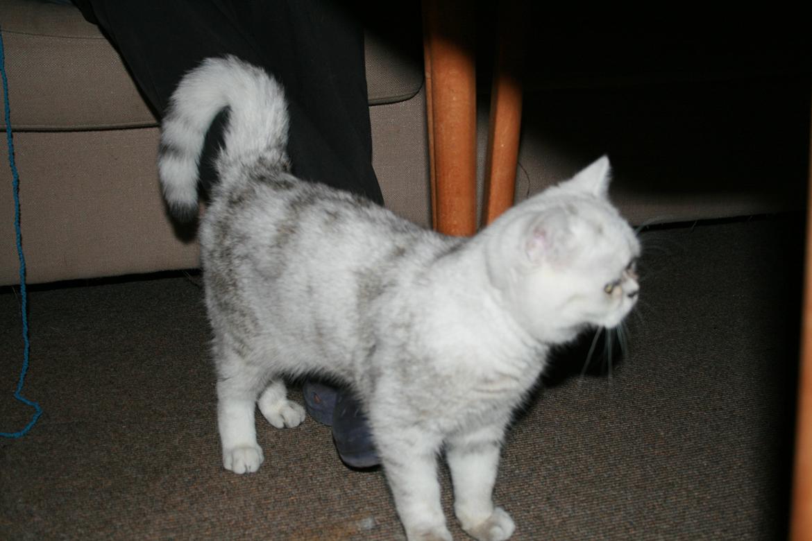 Exotic loke ( Hansi von Gørtz DK ) billede 4