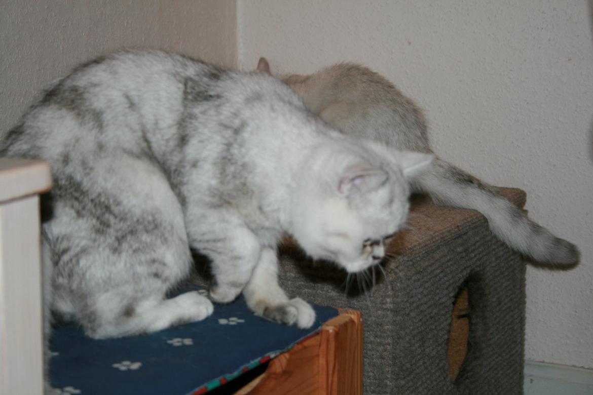 Exotic loke ( Hansi von Gørtz DK ) billede 5