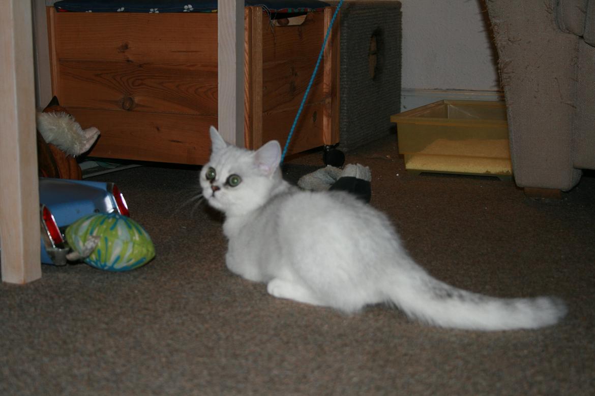 Exotic Odin ( Odin von Gøtrz ) billede 1