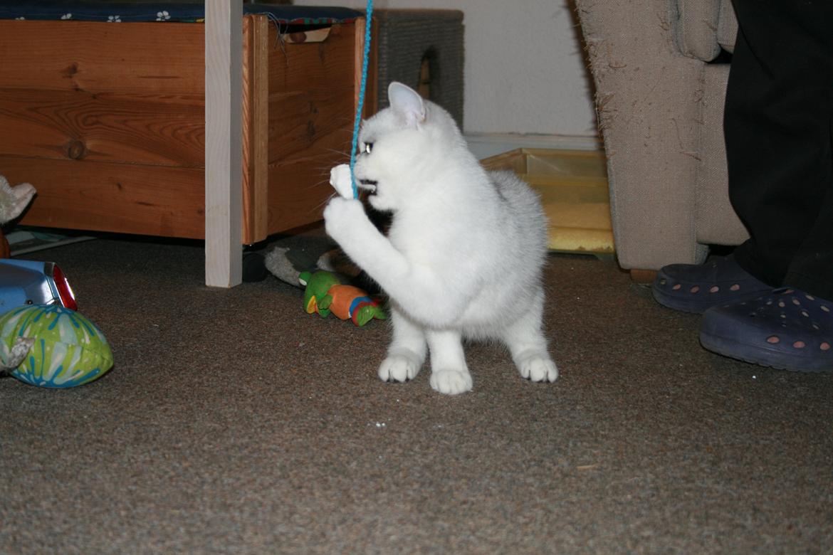 Exotic Odin ( Odin von Gøtrz ) billede 2