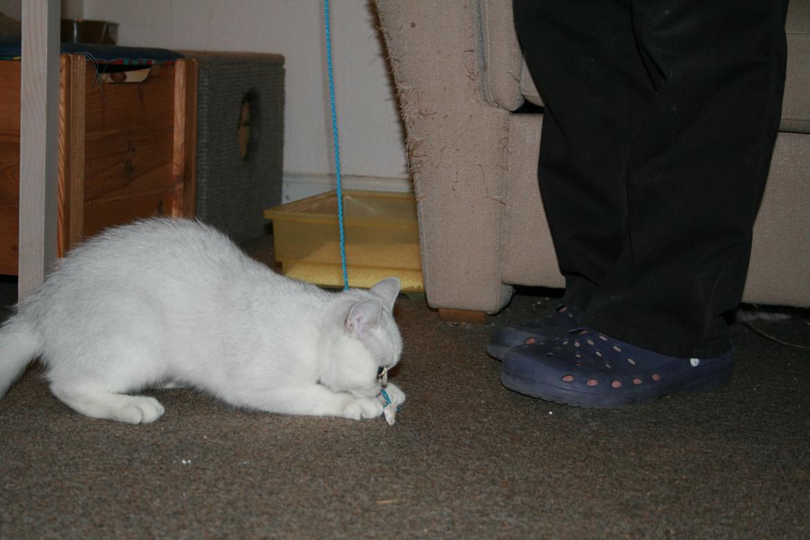 Exotic Odin ( Odin von Gøtrz ) billede 3