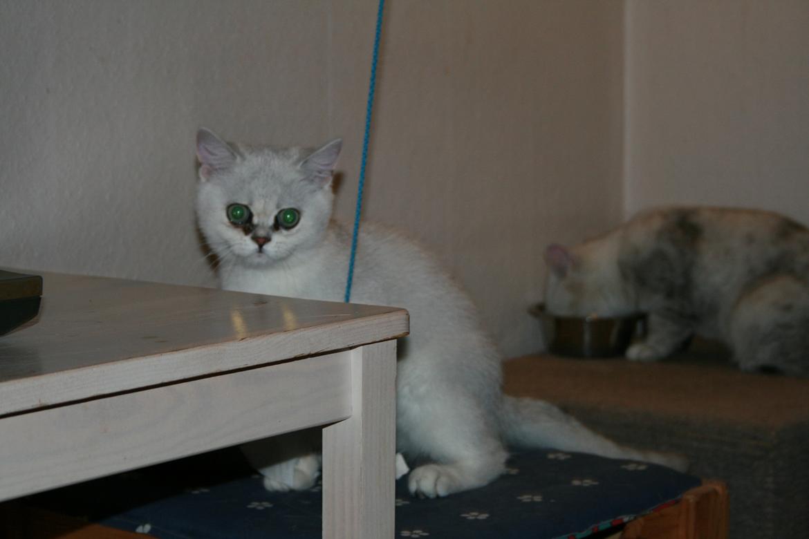 Exotic Odin ( Odin von Gøtrz ) billede 4