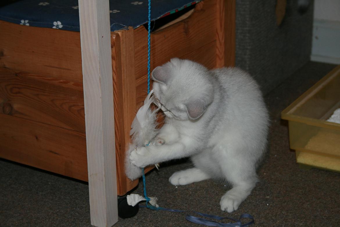 Exotic Odin ( Odin von Gøtrz ) billede 5