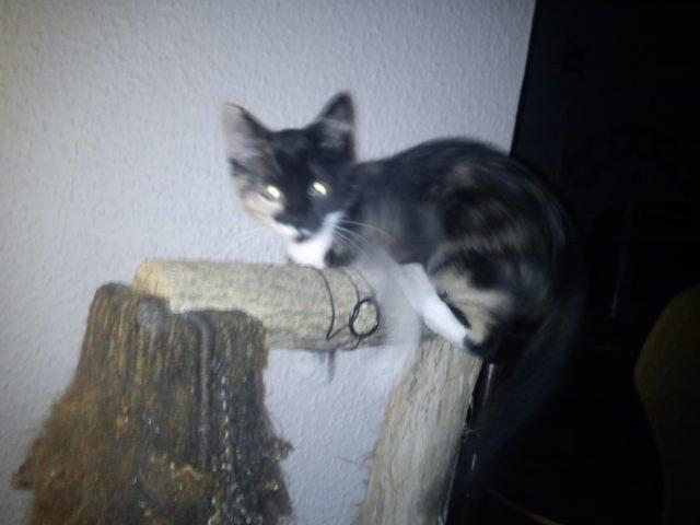 Huskat Fighter billede 9