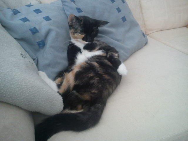 Huskat Fighter billede 10