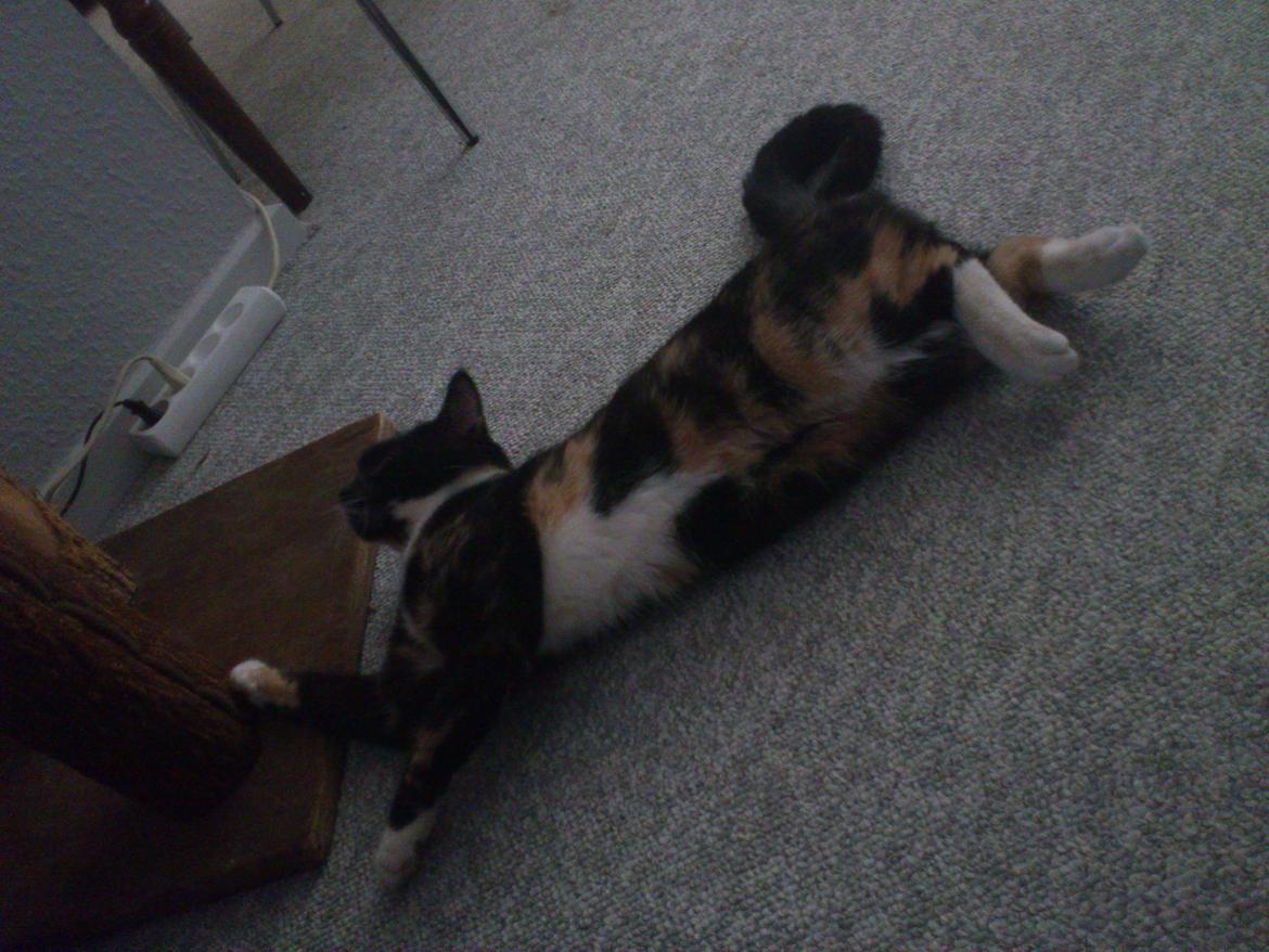 Huskat Fighter billede 11