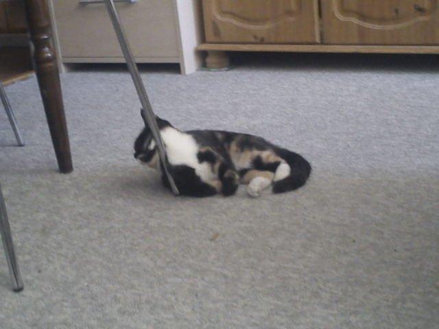 Huskat Fighter billede 12