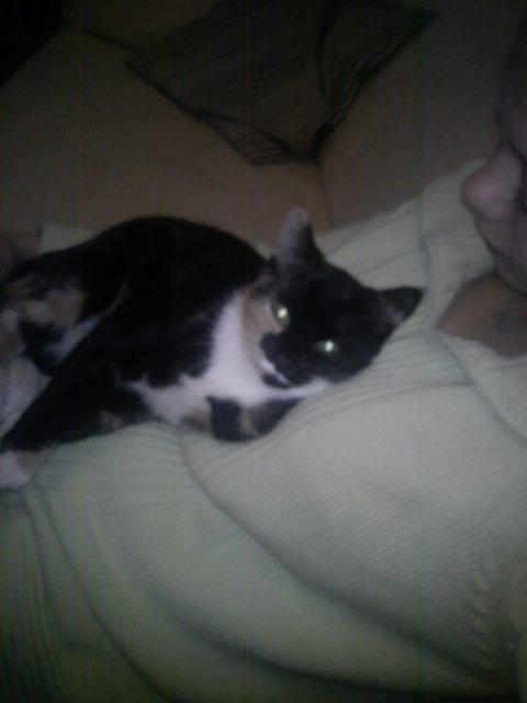 Huskat Fighter billede 13