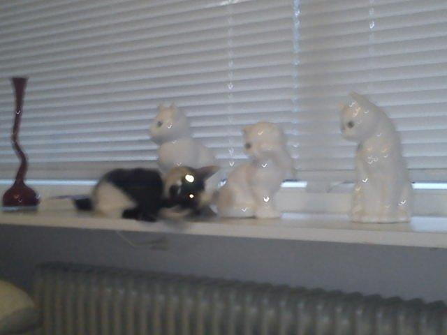 Huskat Fighter billede 14