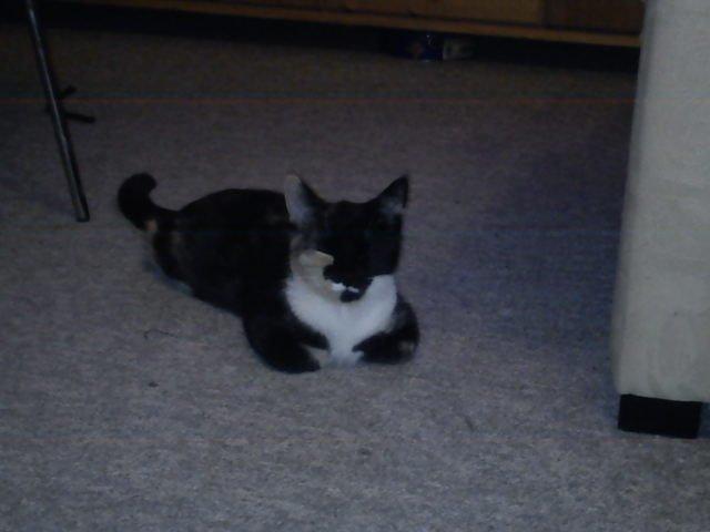 Huskat Fighter billede 15