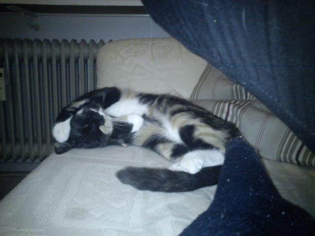 Huskat Fighter billede 16