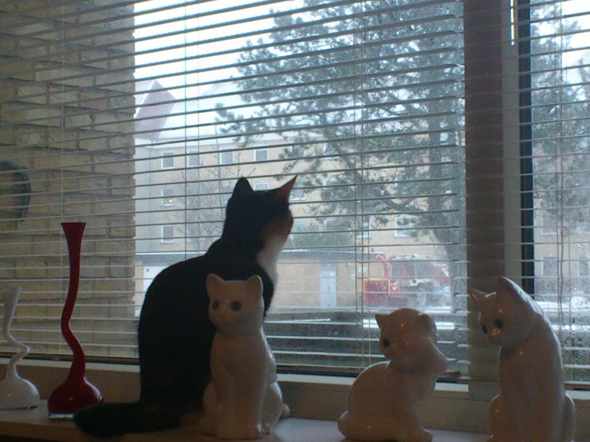 Huskat Fighter billede 17