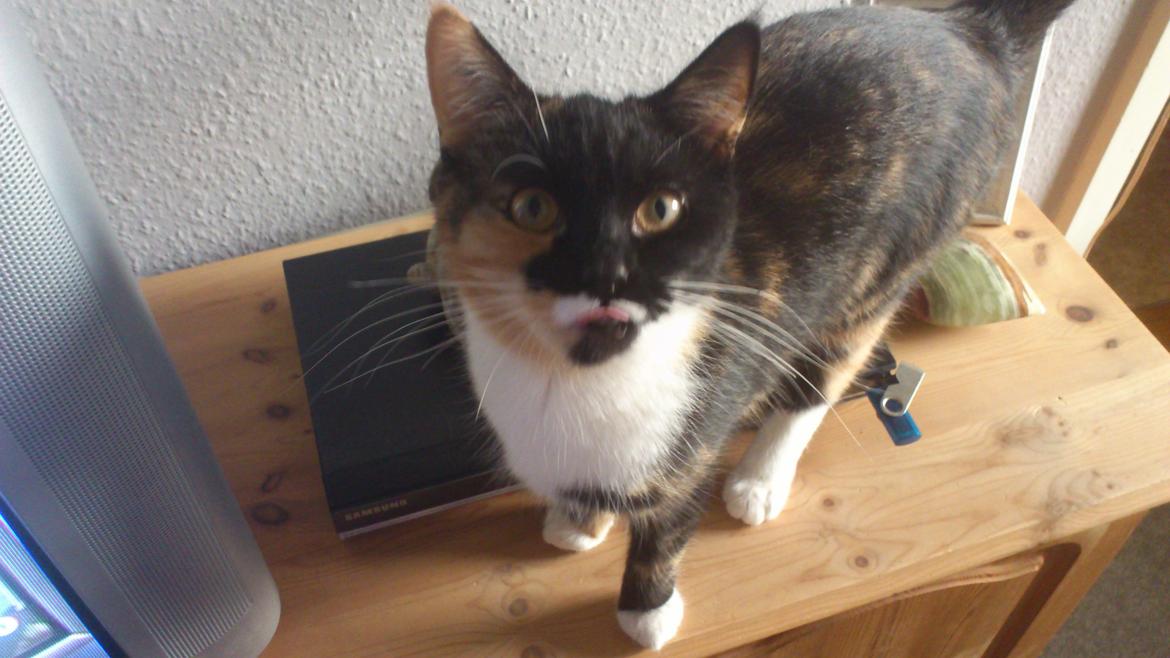 Huskat Fighter - Taget på Fighter's 1 års fødseldag billede 19