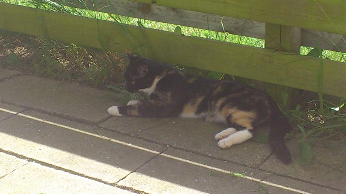 Huskat Fighter billede 20