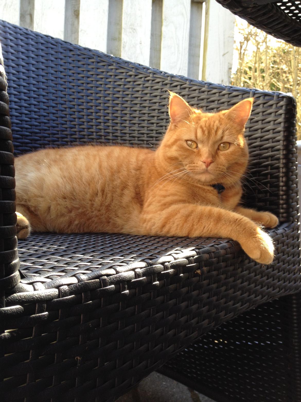 Blanding af racer Oliver billede 1