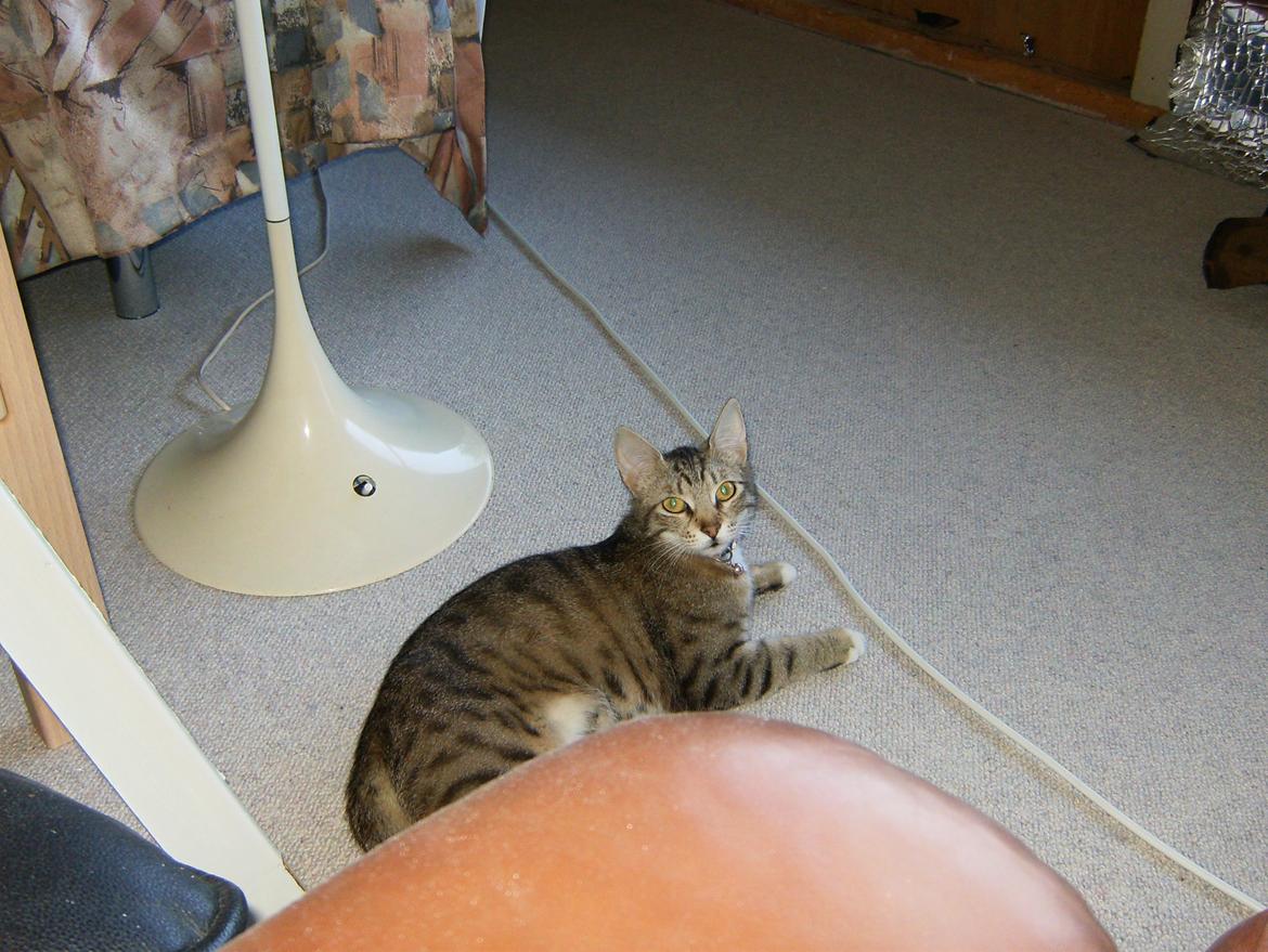 Huskat Silke - Slapper lig a:) billede 1