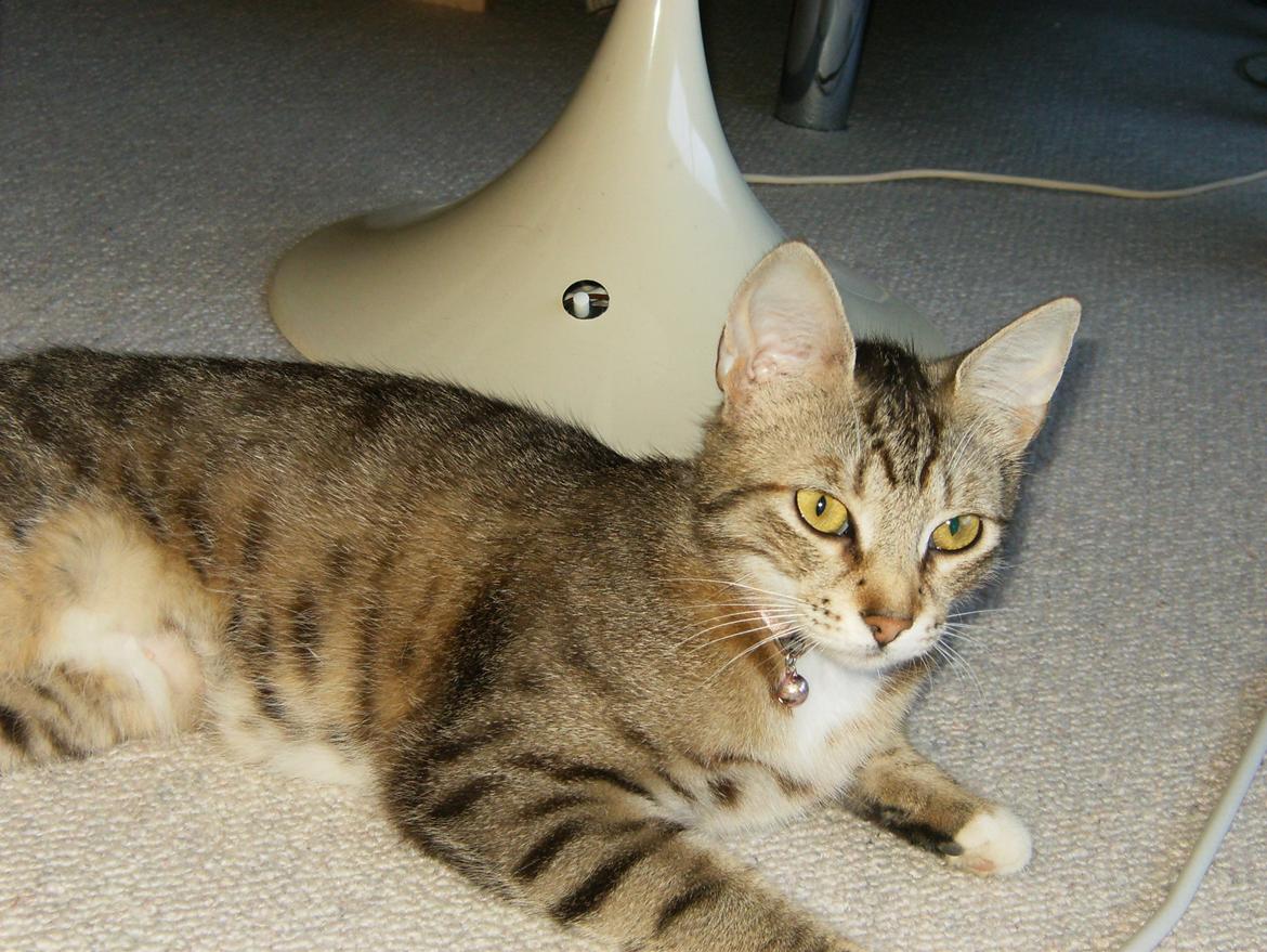 Huskat Silke - Slapper lig a:) billede 2