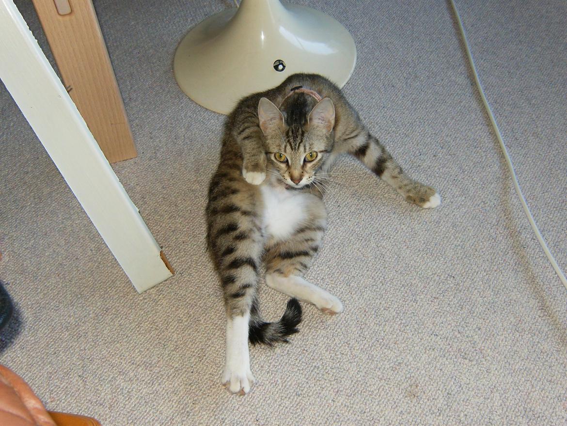 Huskat Silke - Ska lig vasket lidt:) billede 3