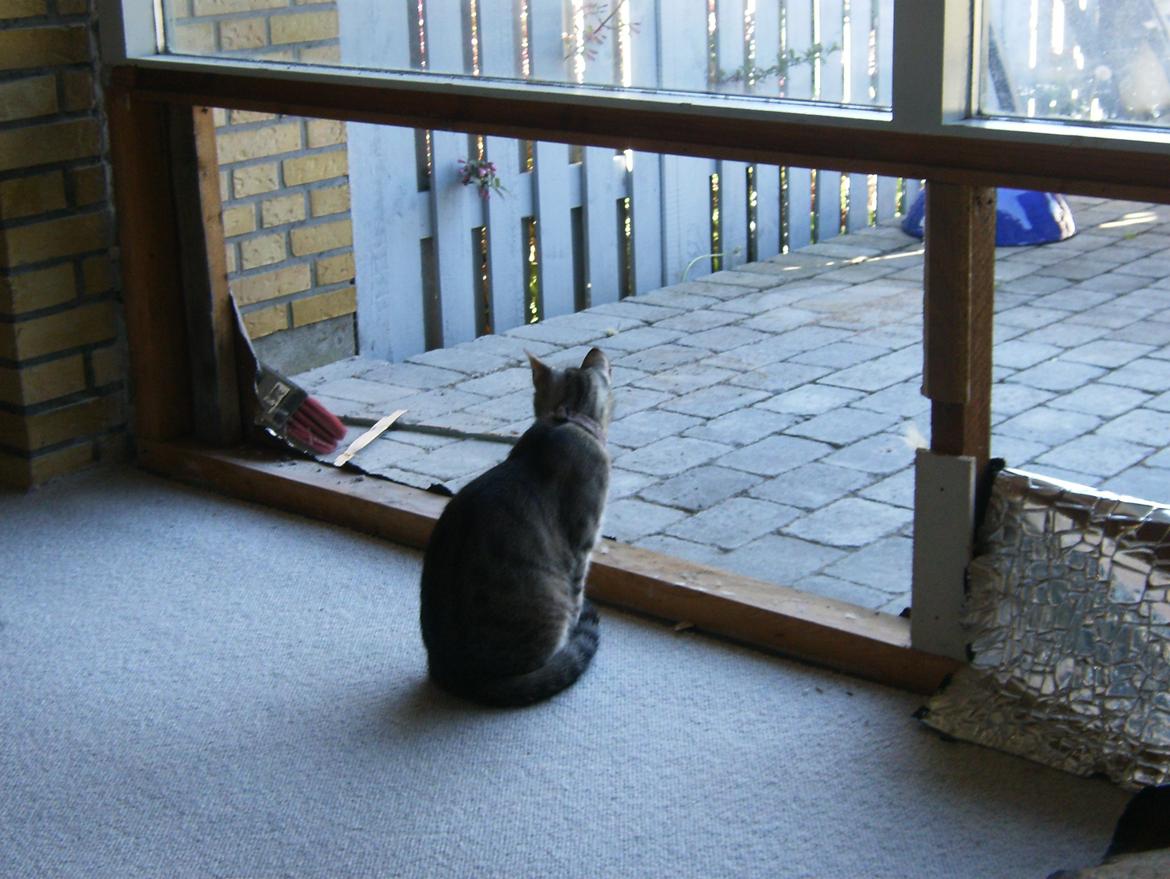 Huskat Silke - Sidder lig og kigger ud nu hvor de er i gang med at fjerne det gamle vindue:) billede 4
