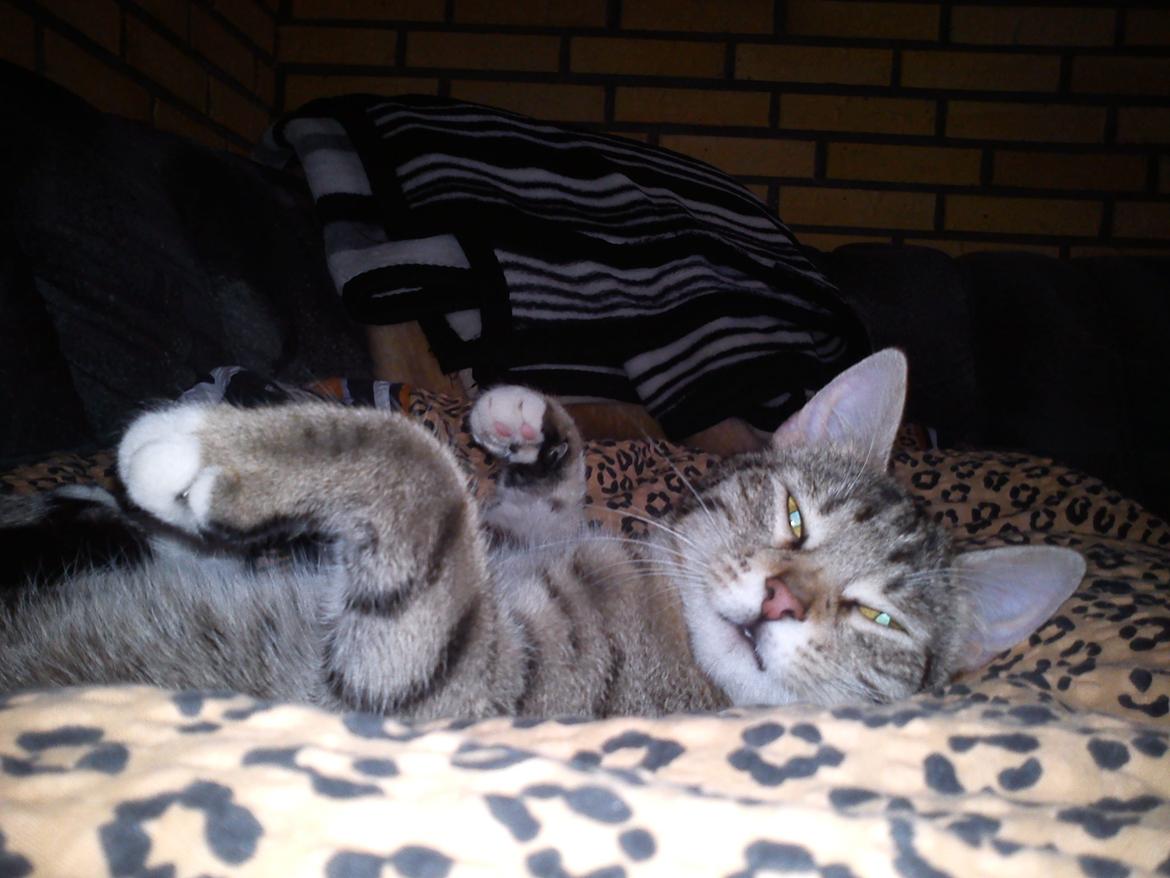 Huskat Silke billede 5