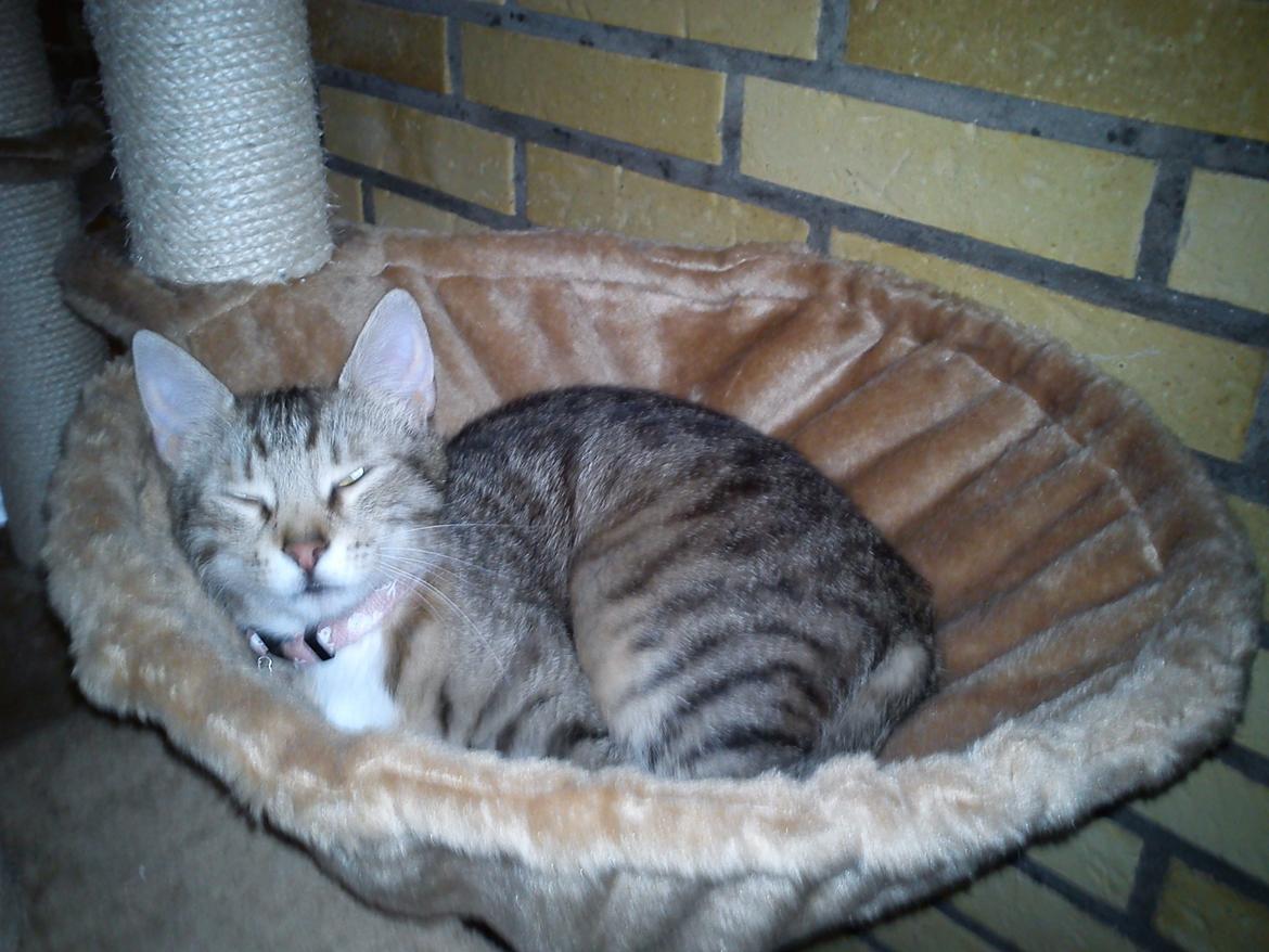 Huskat Silke - Det her er min køje:) billede 6