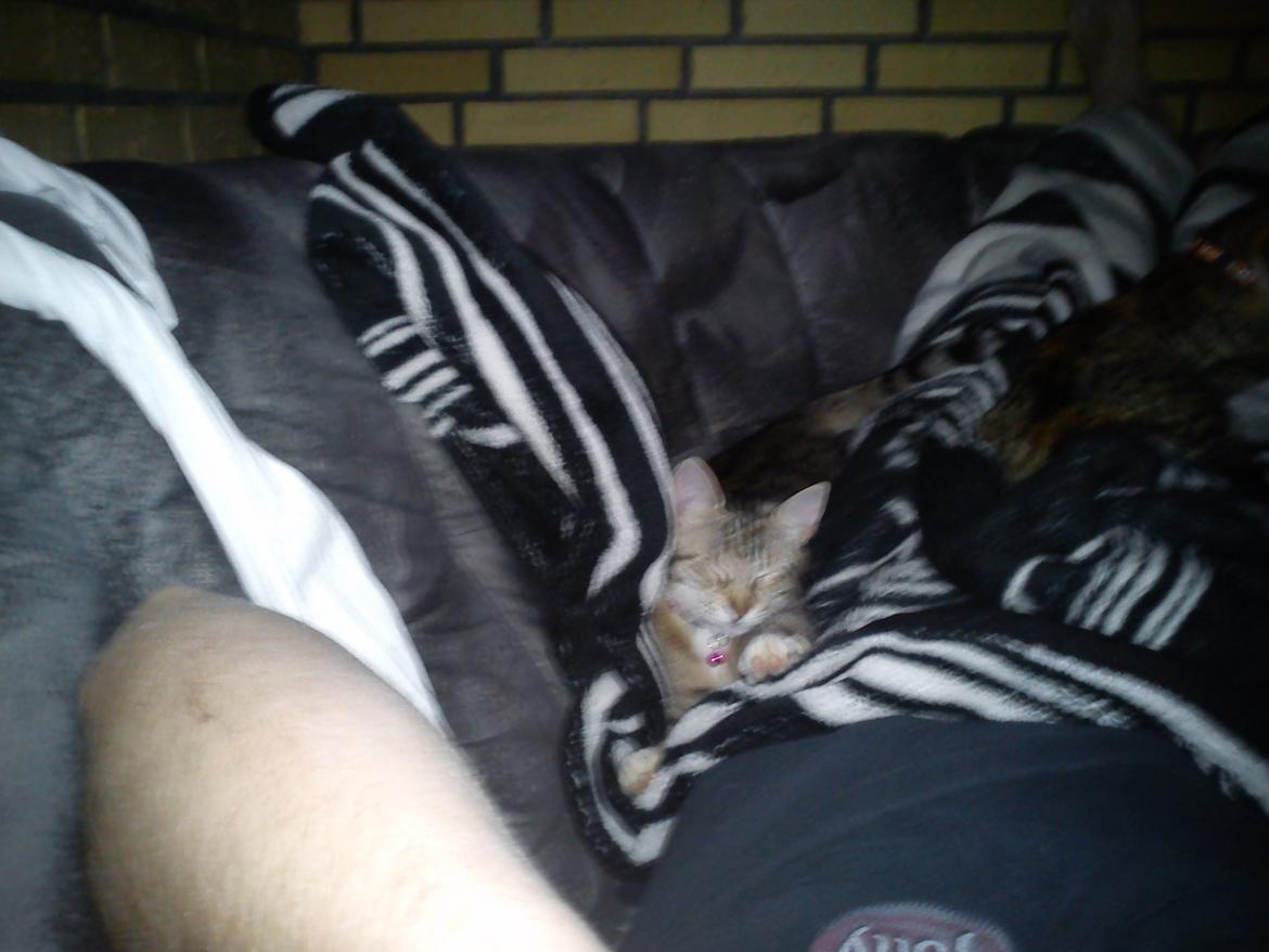 Huskat Silke - Ligger lig og slapper a på sofaen:) billede 7
