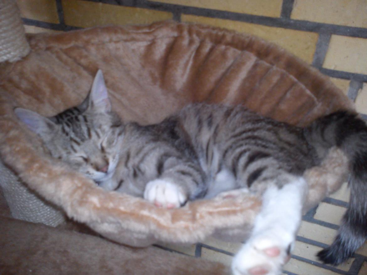 Huskat Silke - Sådan her ligger man godt i køjen:) billede 8