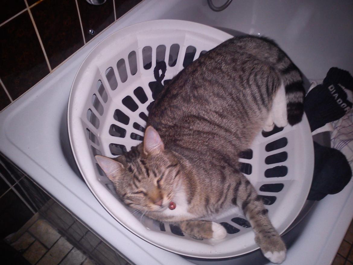 Huskat Silke - Ja det ka et vasketøjslåg oz bruges til:) billede 9