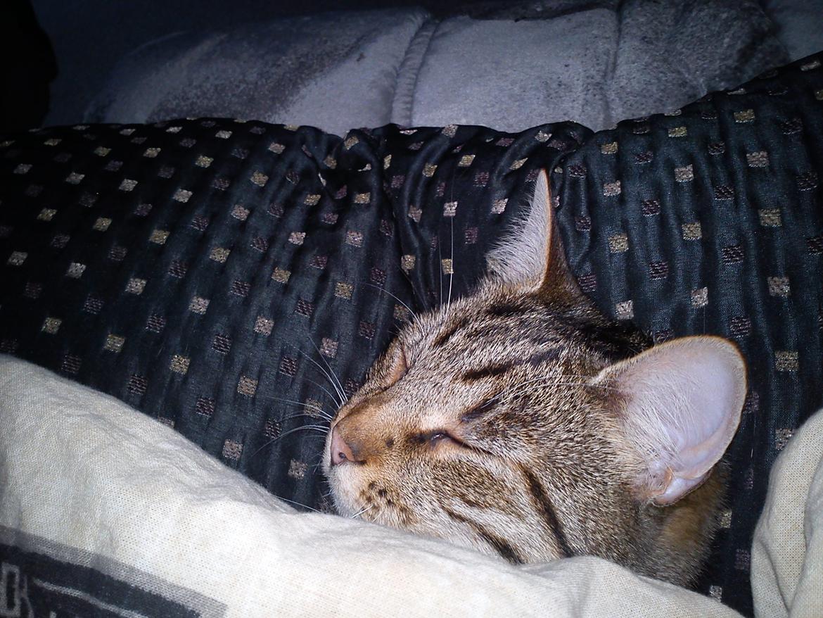 Huskat Silke - Mmm det godt at sove under dynen:) billede 10