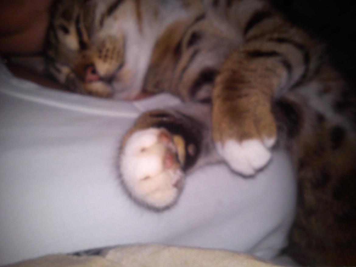 Huskat Silke - Sådan her ka man oz ligge og sove:) billede 11