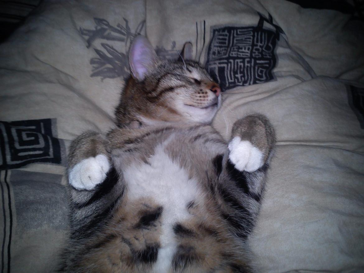 Huskat Silke - Man sover godt på ryggen:) billede 13