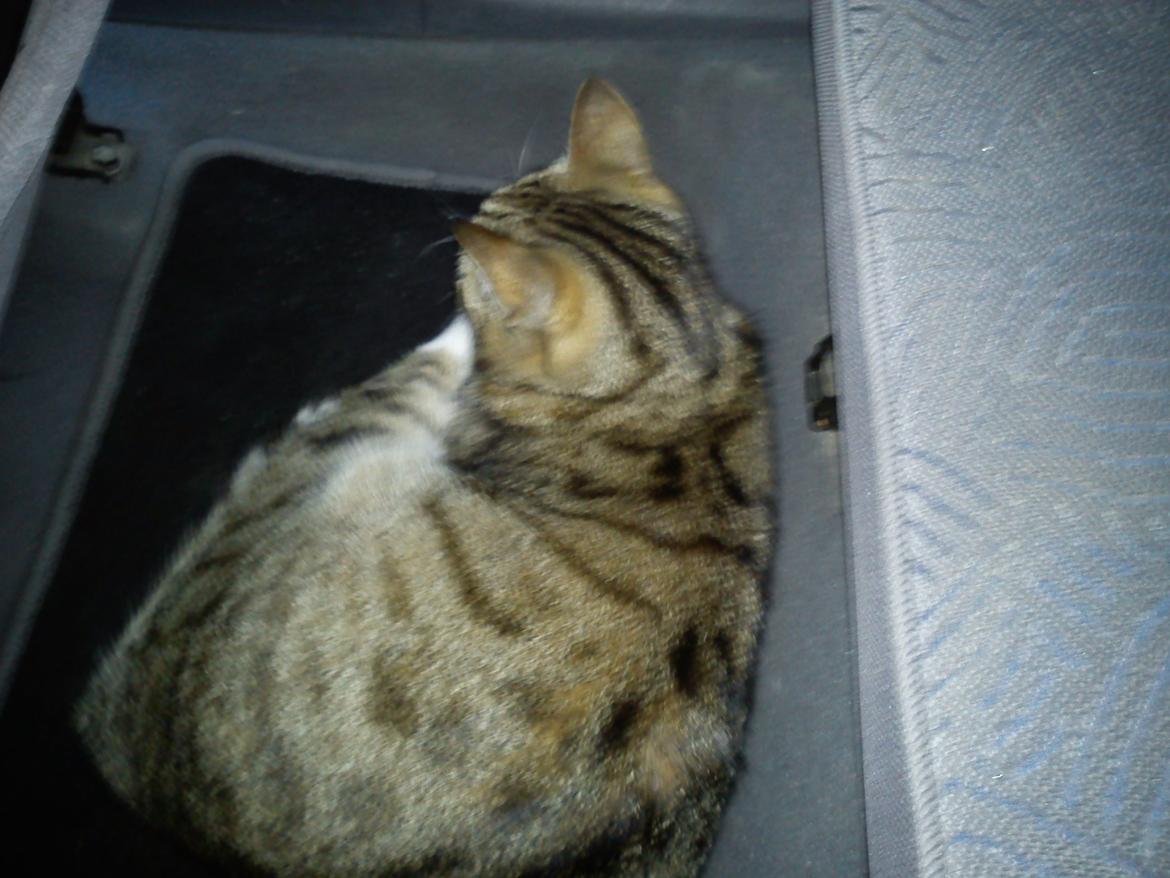 Huskat Silke - Man ka da oz ligge inde på gulvmåtten i bilen og slappe a:) billede 15
