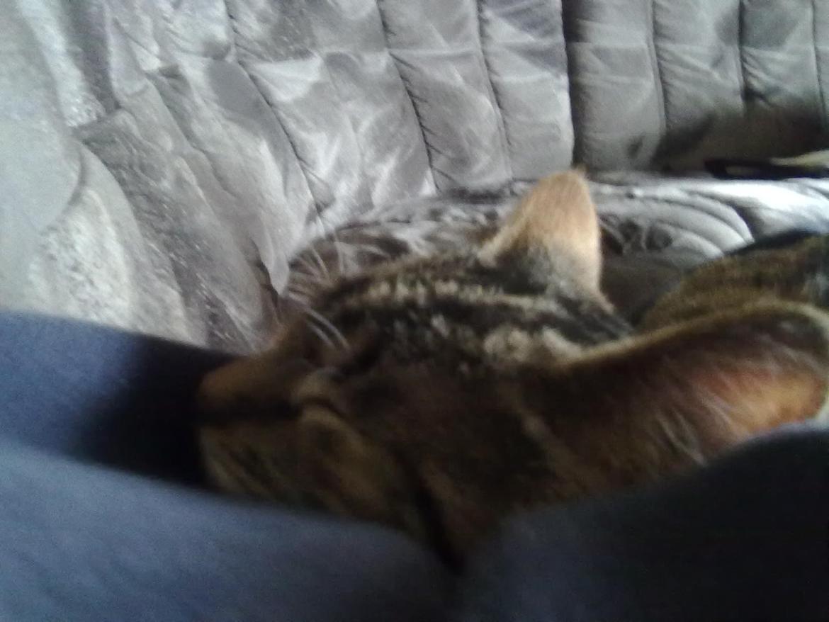 Huskat Speedy - Sover i min arm:) billede 1