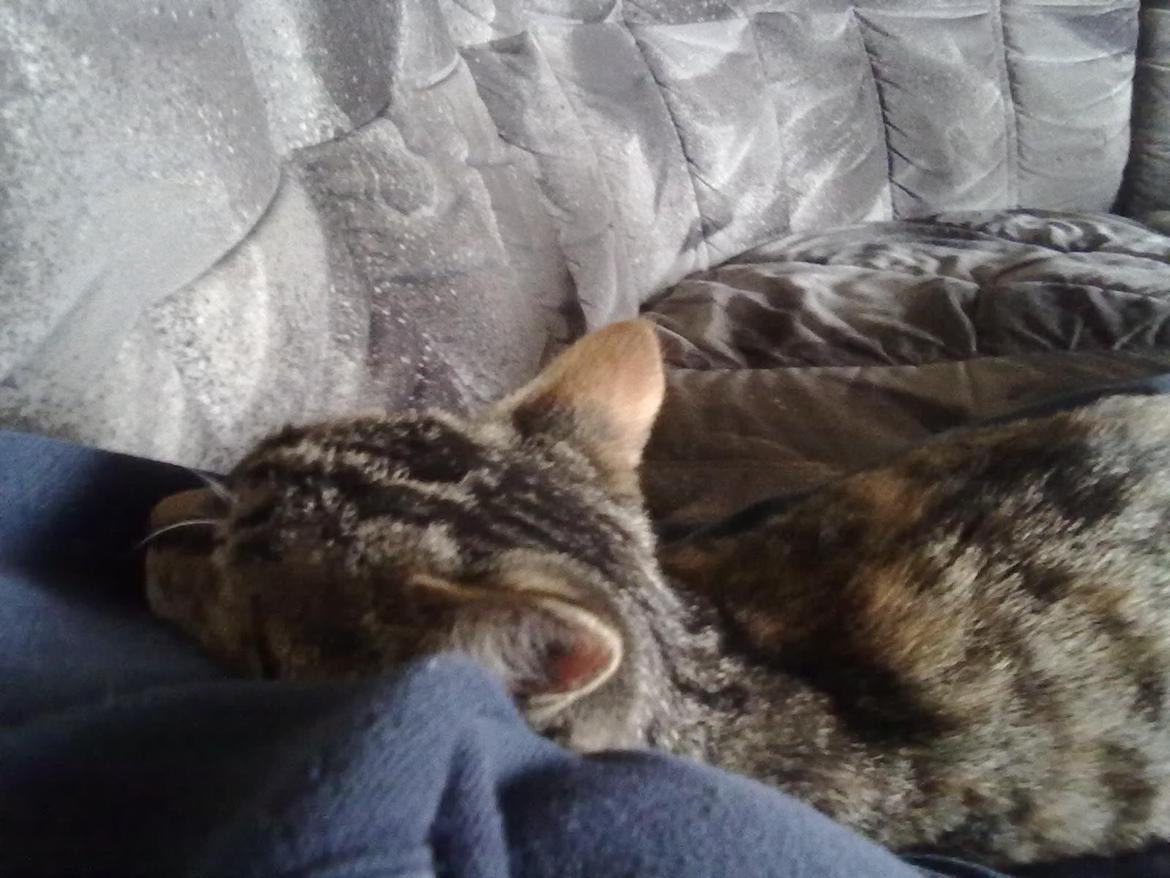 Huskat Speedy - Sover i min arm:) billede 2