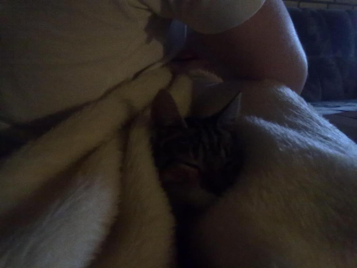 Huskat Speedy - Putter i et dejlig varmt tæppe:) billede 3